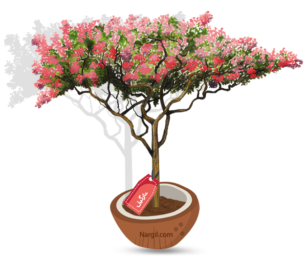  Nargil - Crape myrtle